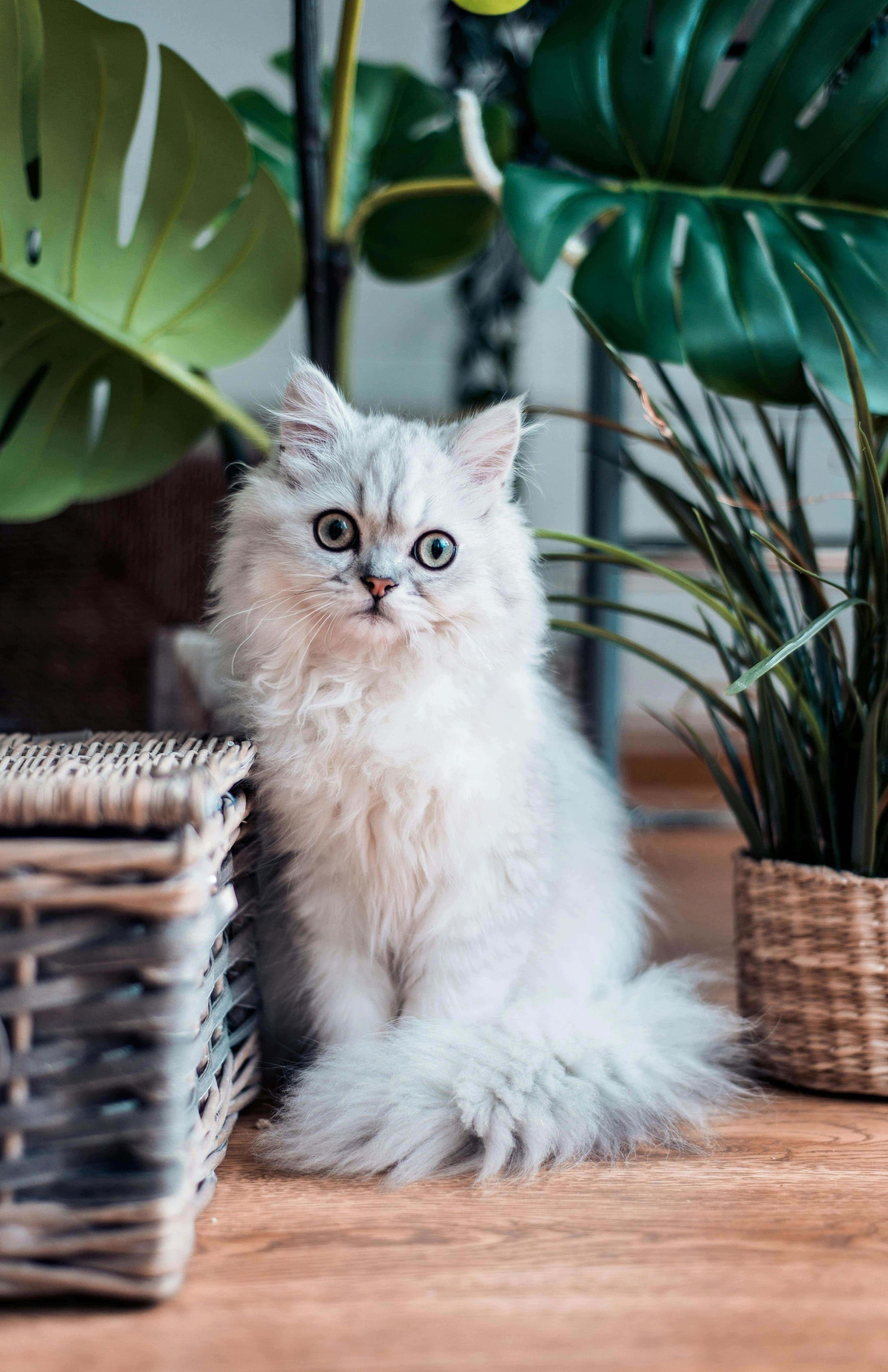 котик с большими глазами