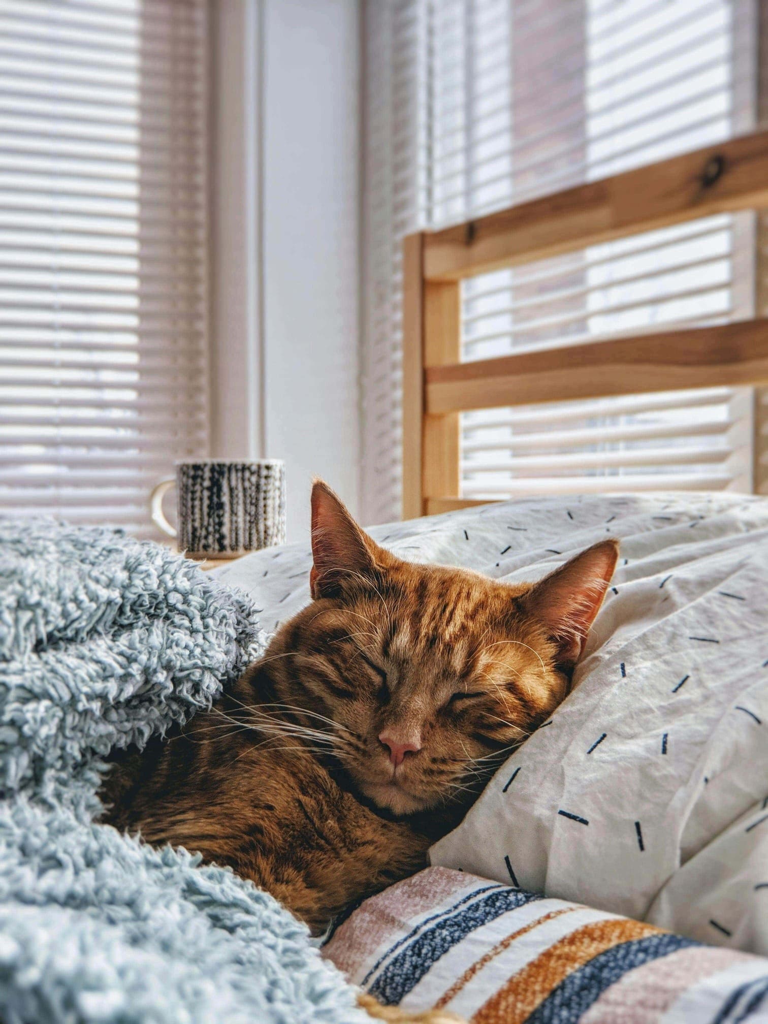 спокойный котик