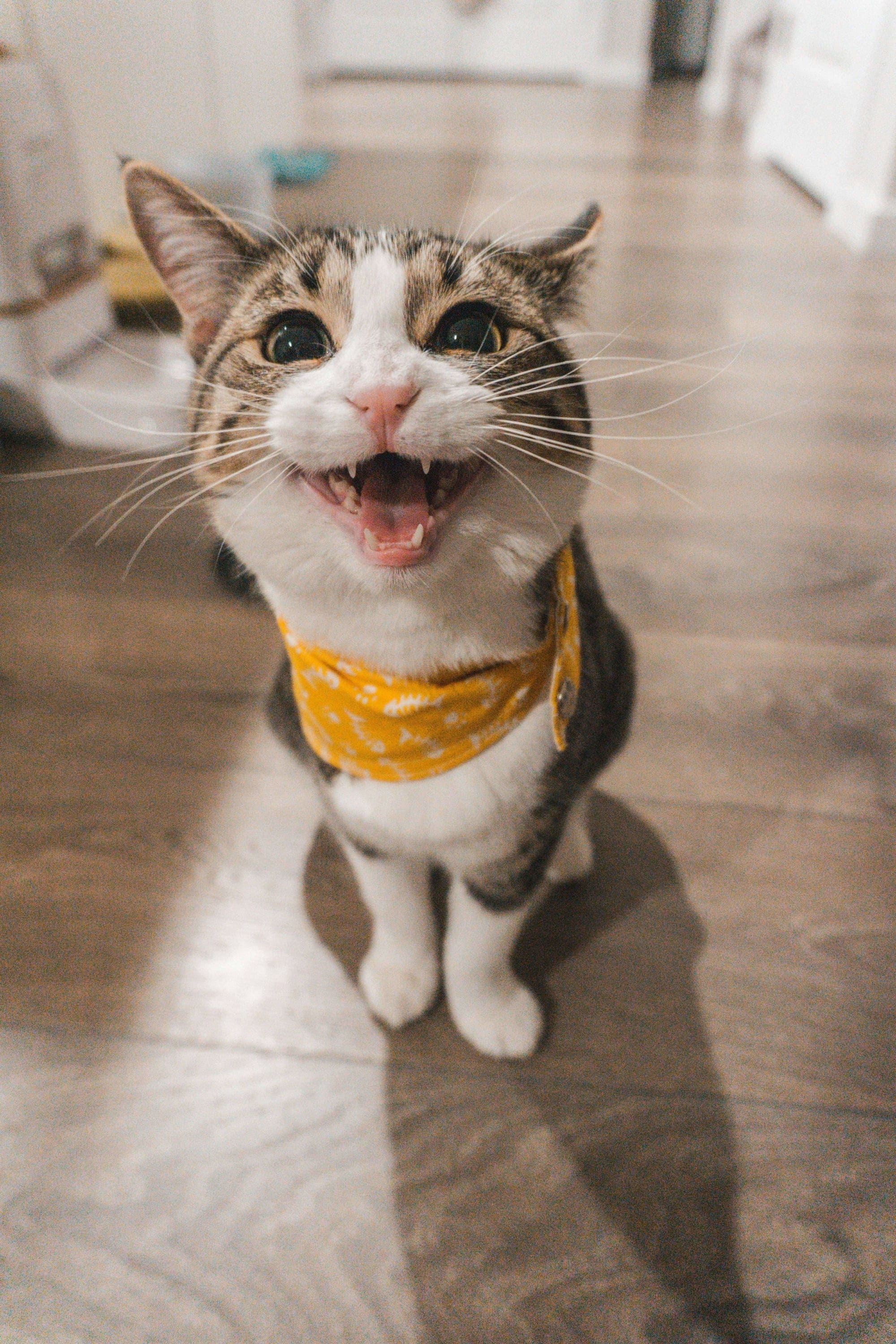 Котик мякает