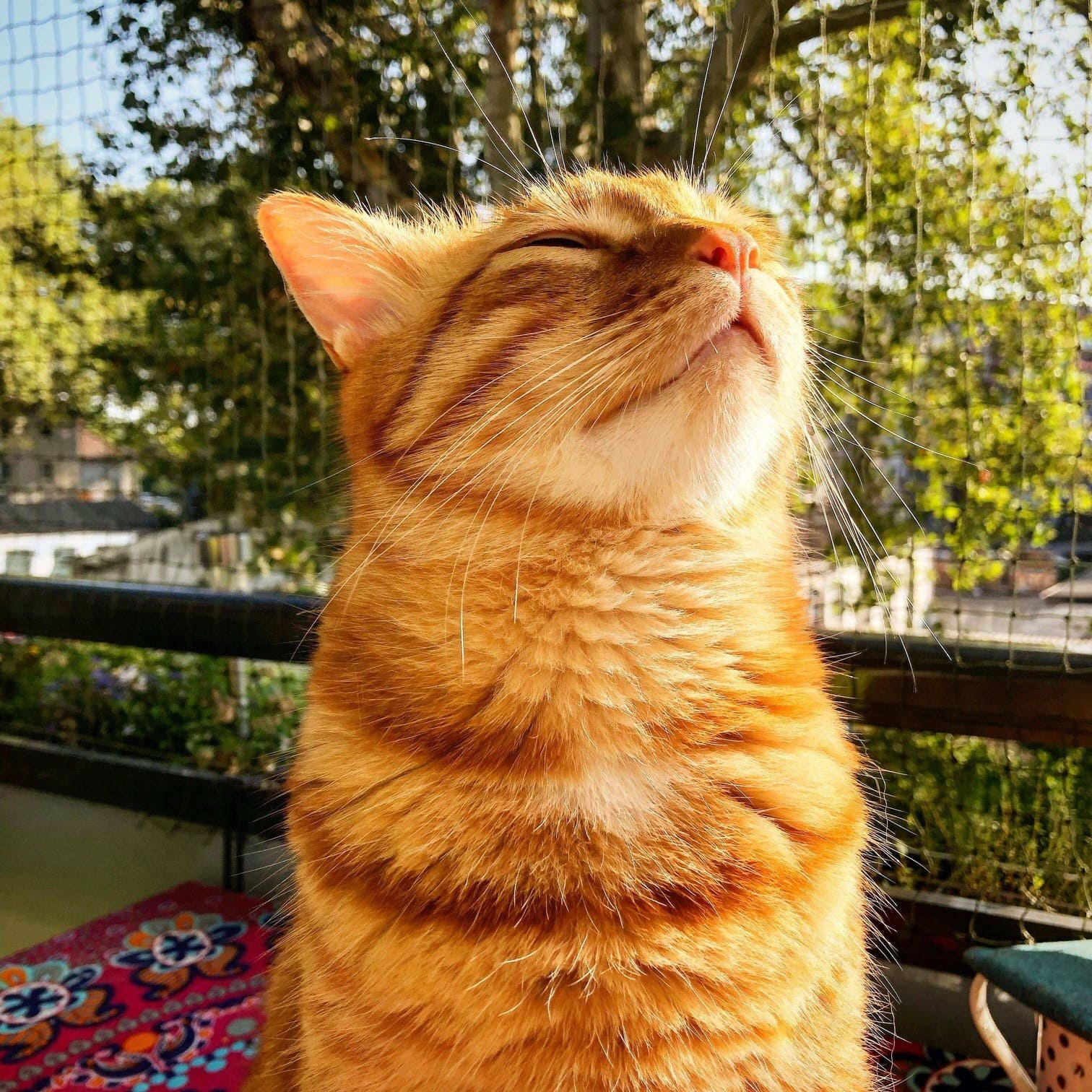 идеальный котик